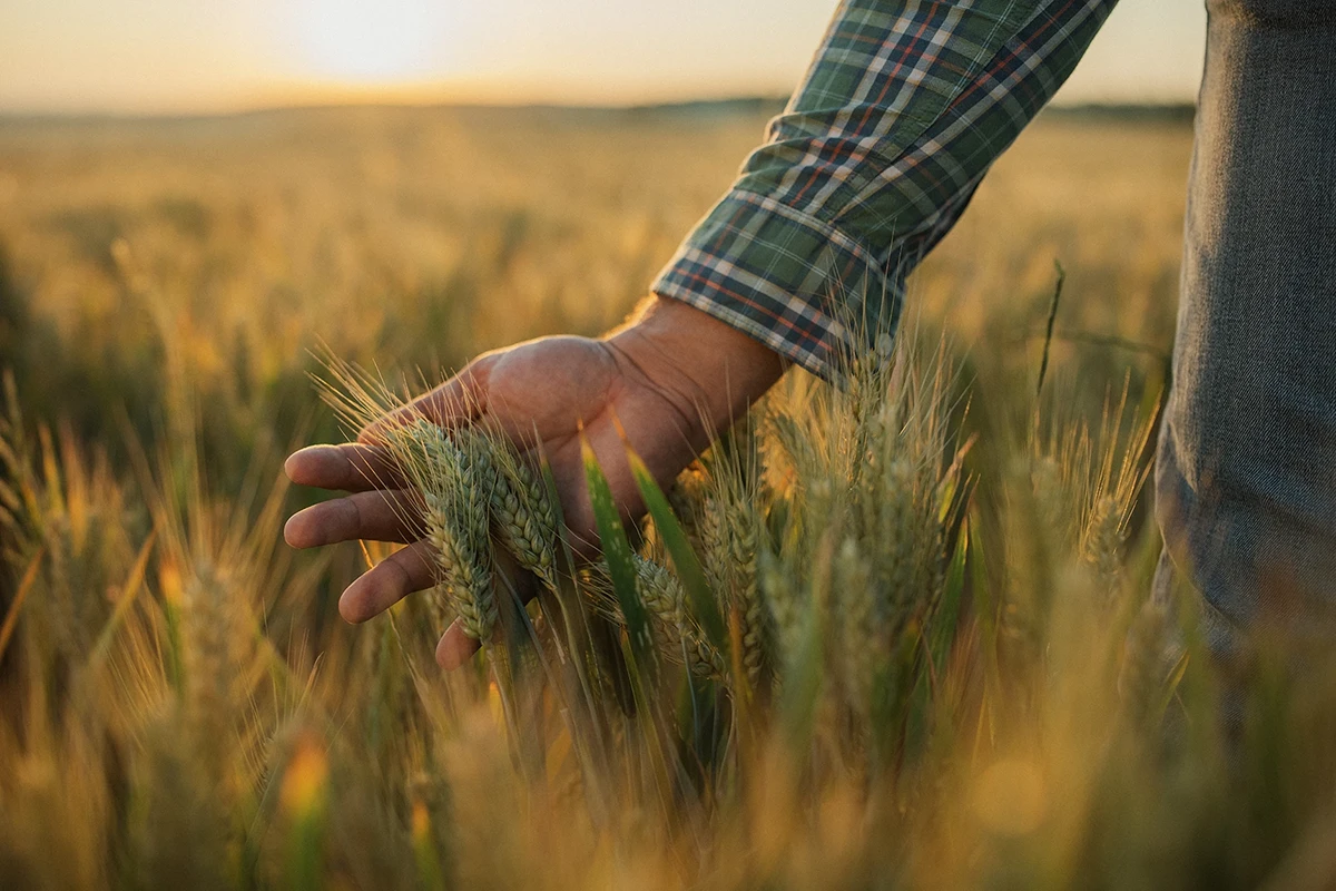 Farmer Examining Wheat